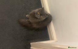 Scottish Fold cats for sale: Scottish fold for sale  - Image 4