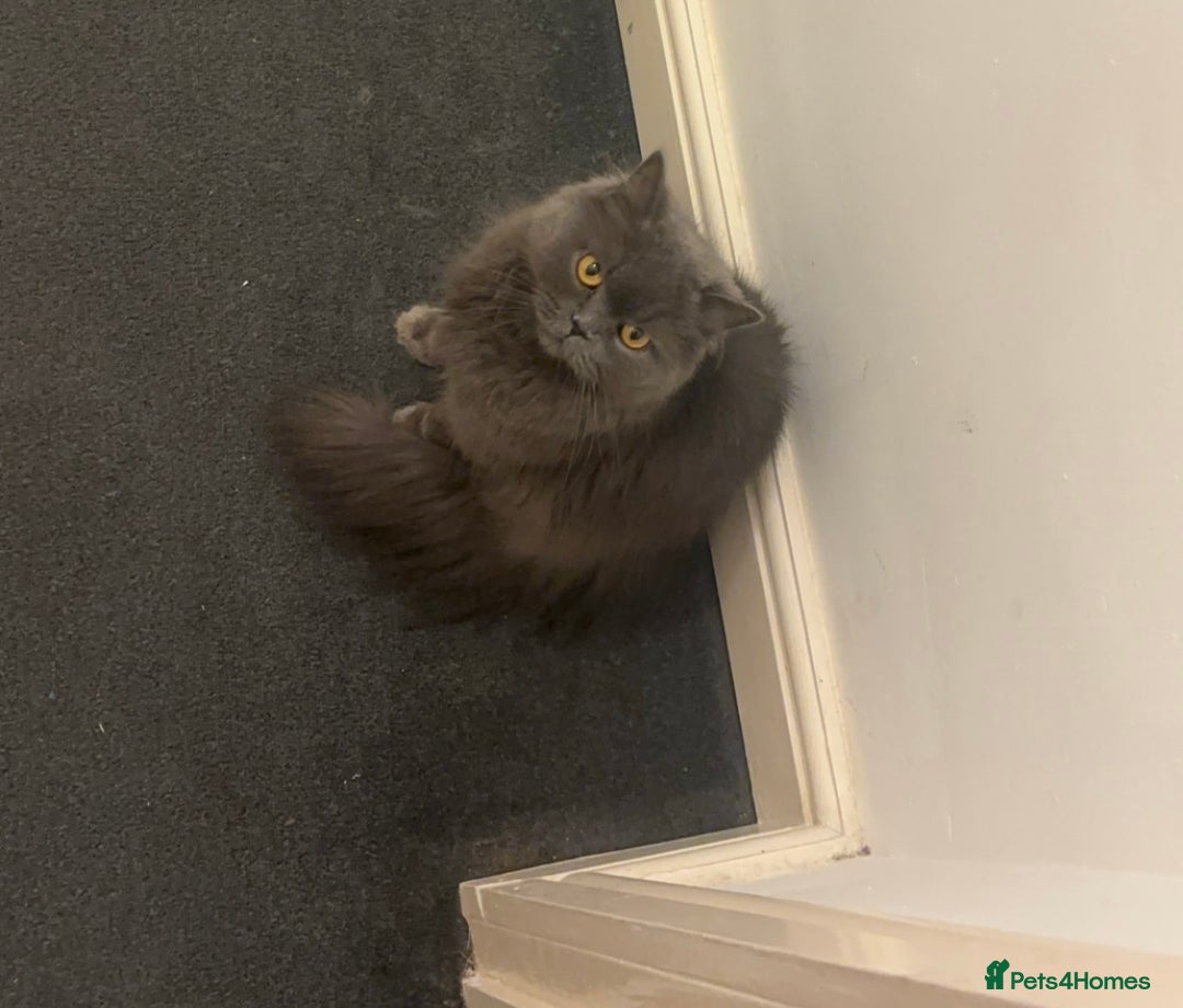 Scottish Fold cats for sale: Scottish fold for sale  - Image 4