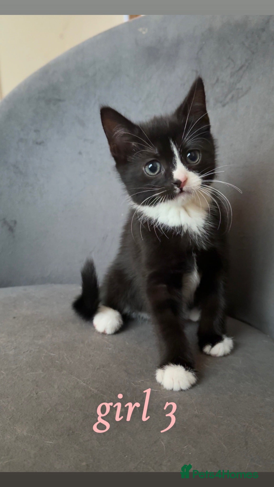 Domestic Shorthair cats Beautiful Kittens READY NOW - Advert 5