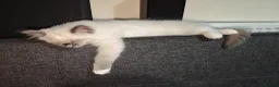 Ragdoll cats for sale: Male Ragdoll 16 weeks in Derby - Advert 6