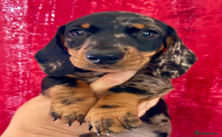 Miniature Dachshund dogs - Advert 13