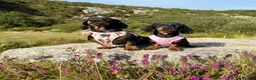 Miniature Dachshund dogs for sale: Stunning Miniature Dachshunds - Advert 11