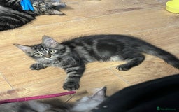 Maine Coon cats for sale: Beautiful Maine Coon kittens for sale - Image 14