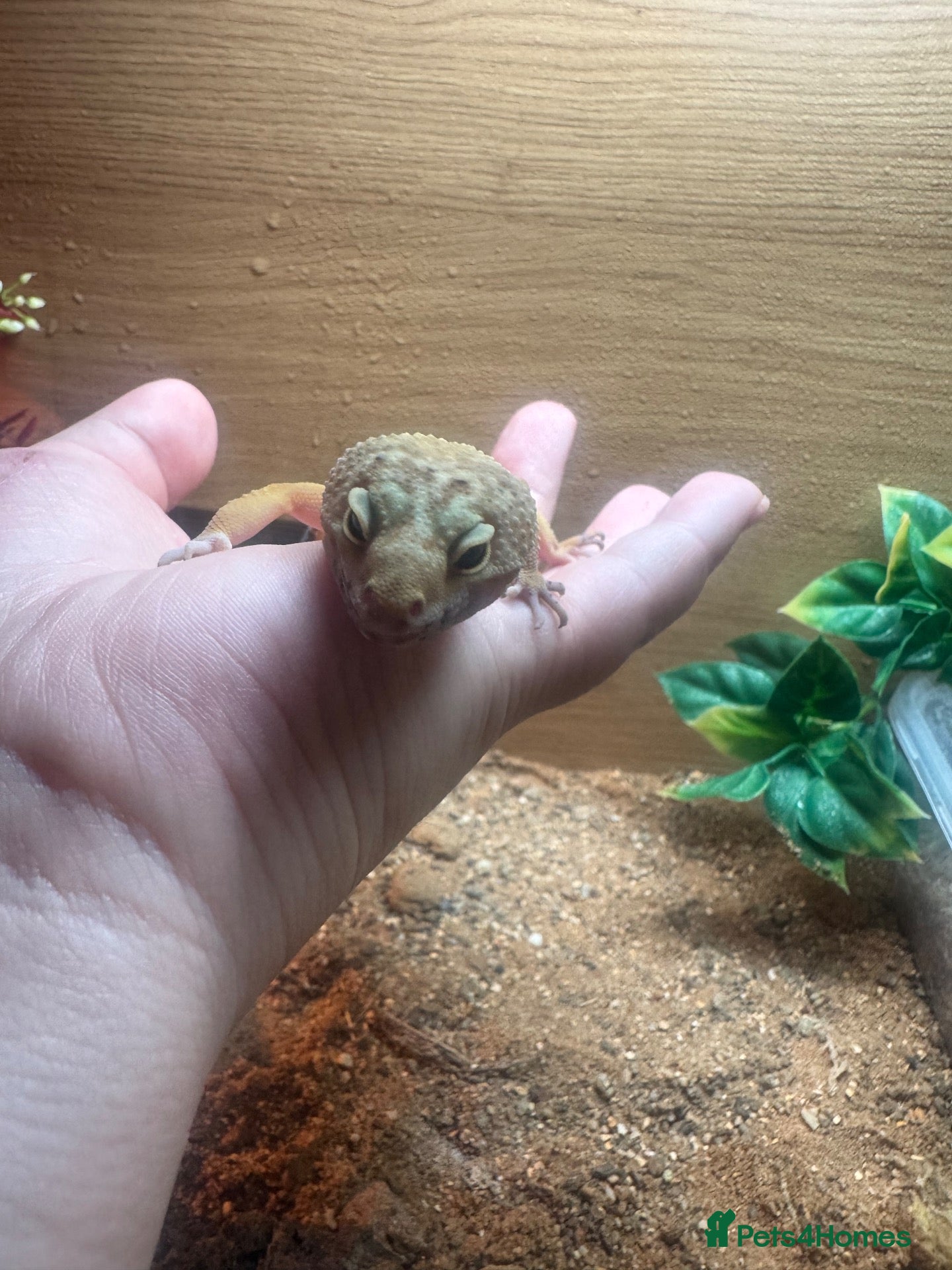 Leopard Gecko reptiles Female albino leopard gecko - Advert 1