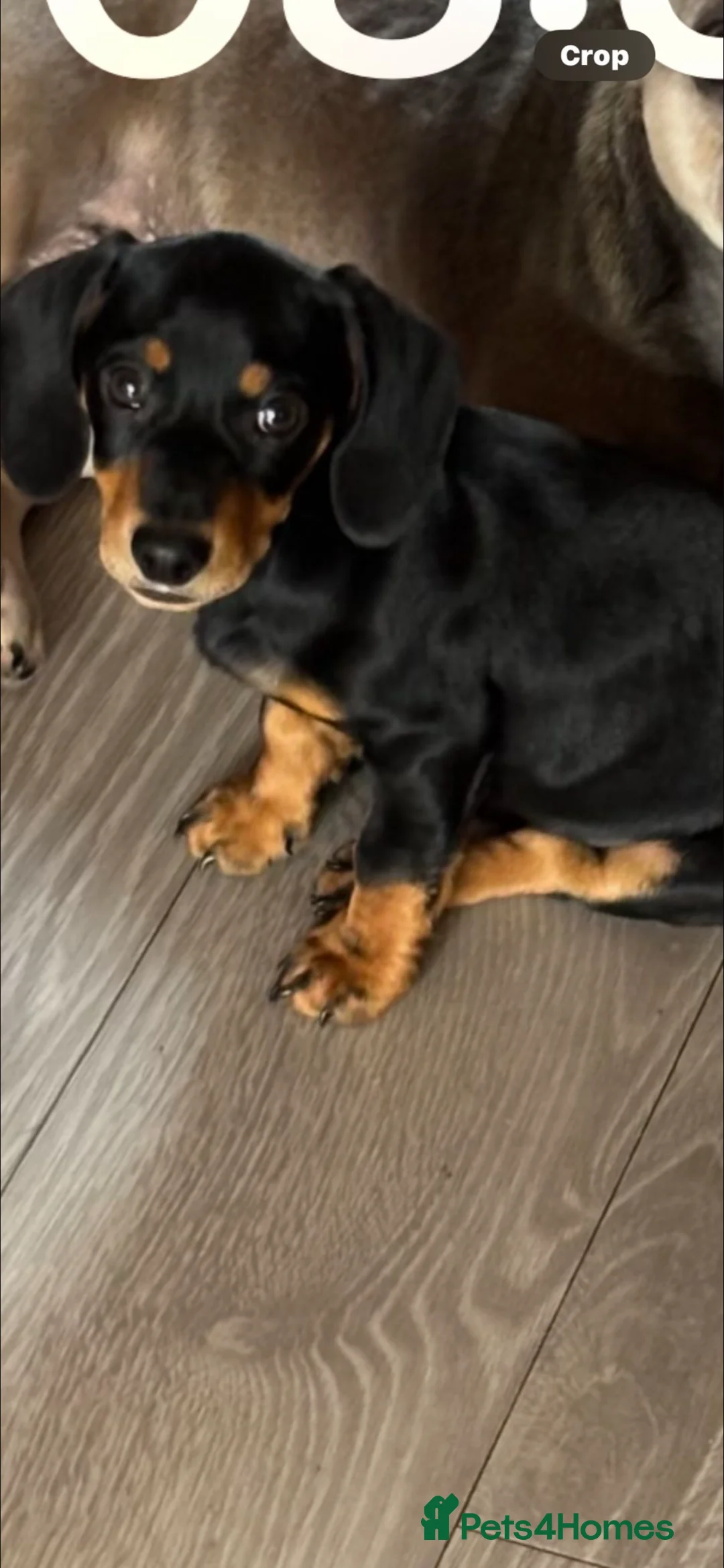 Dachshund dogs for sale: Dachshund  - Advert 2