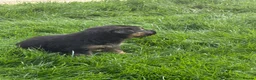 German Shepherd dogs for sale: German Shepard  - Advert 8