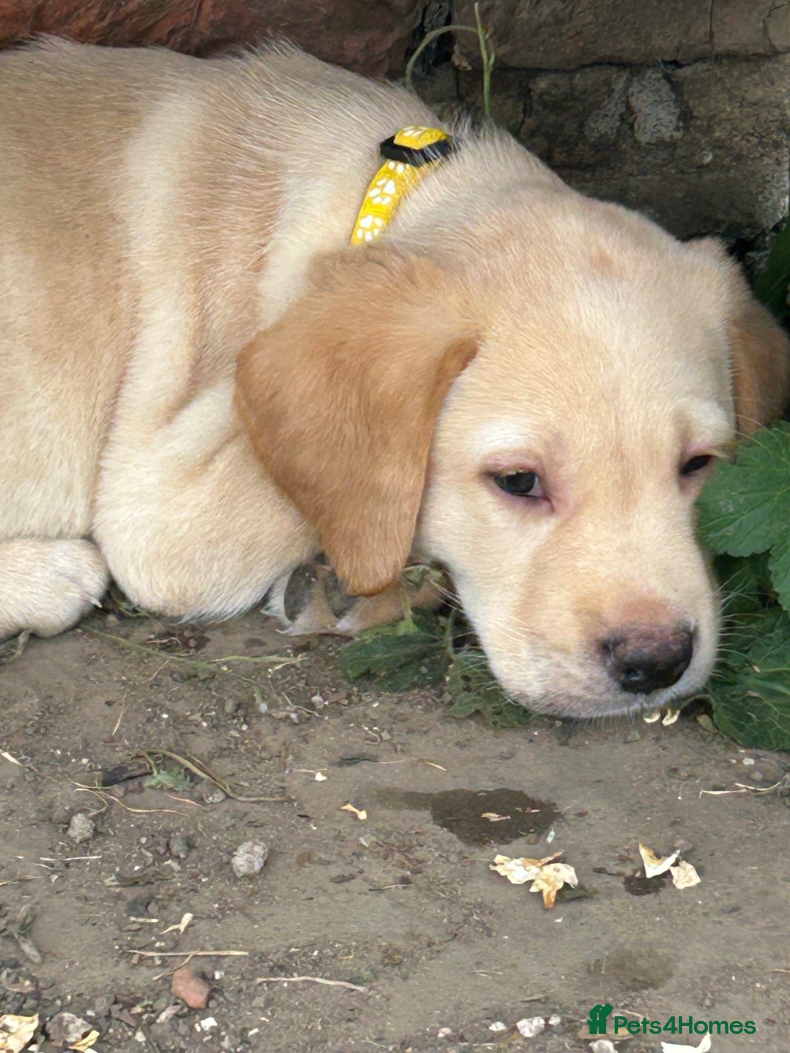 Labrador Retriever dogs KC yellow Labradors (Fox red) viewing this weekend - Advert 2