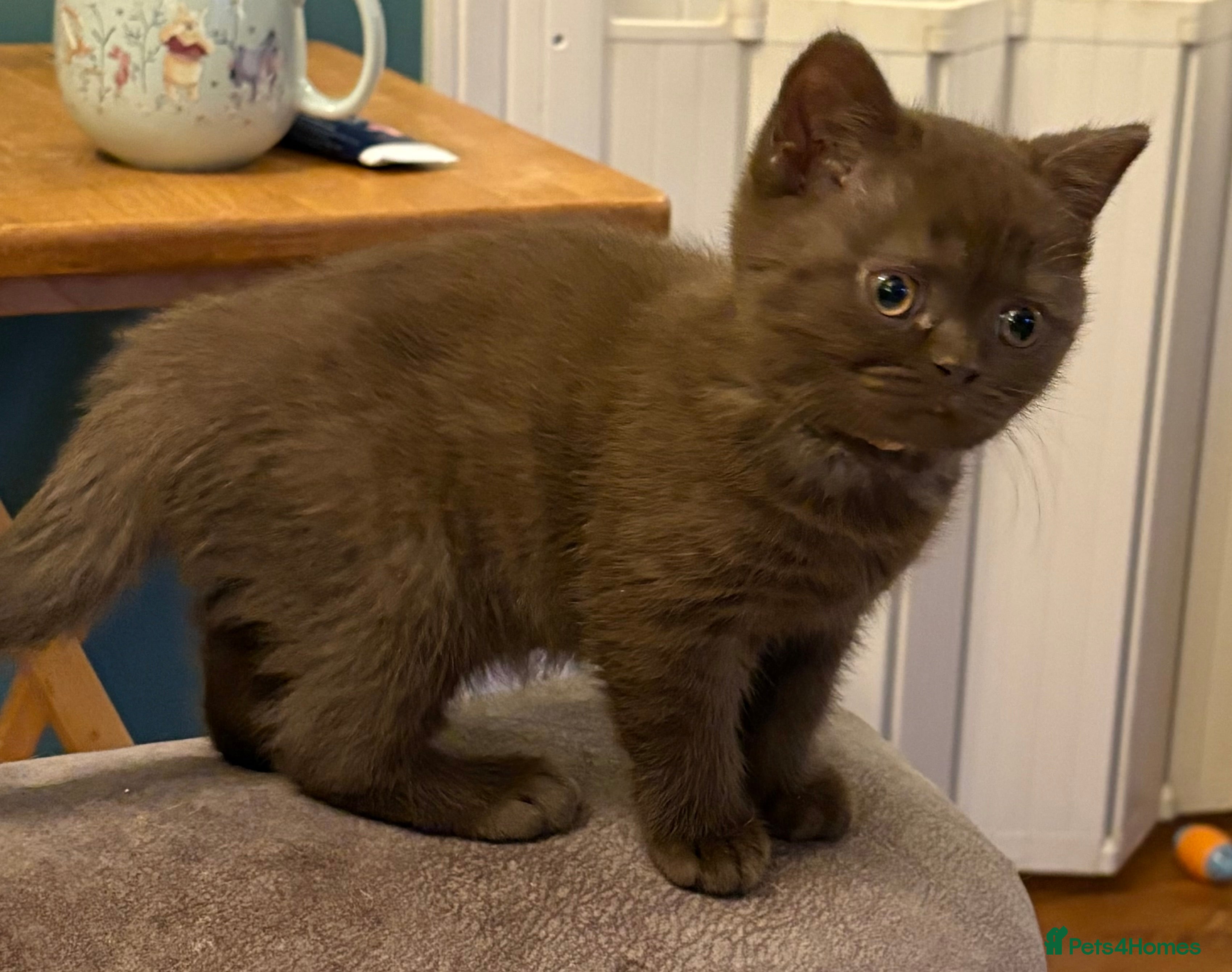 British Shorthair cats Three stunning female chocolate kittens available  - Advert 6