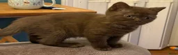 British Shorthair cats for sale: Three stunning female chocolate kittens available  - Advert 3