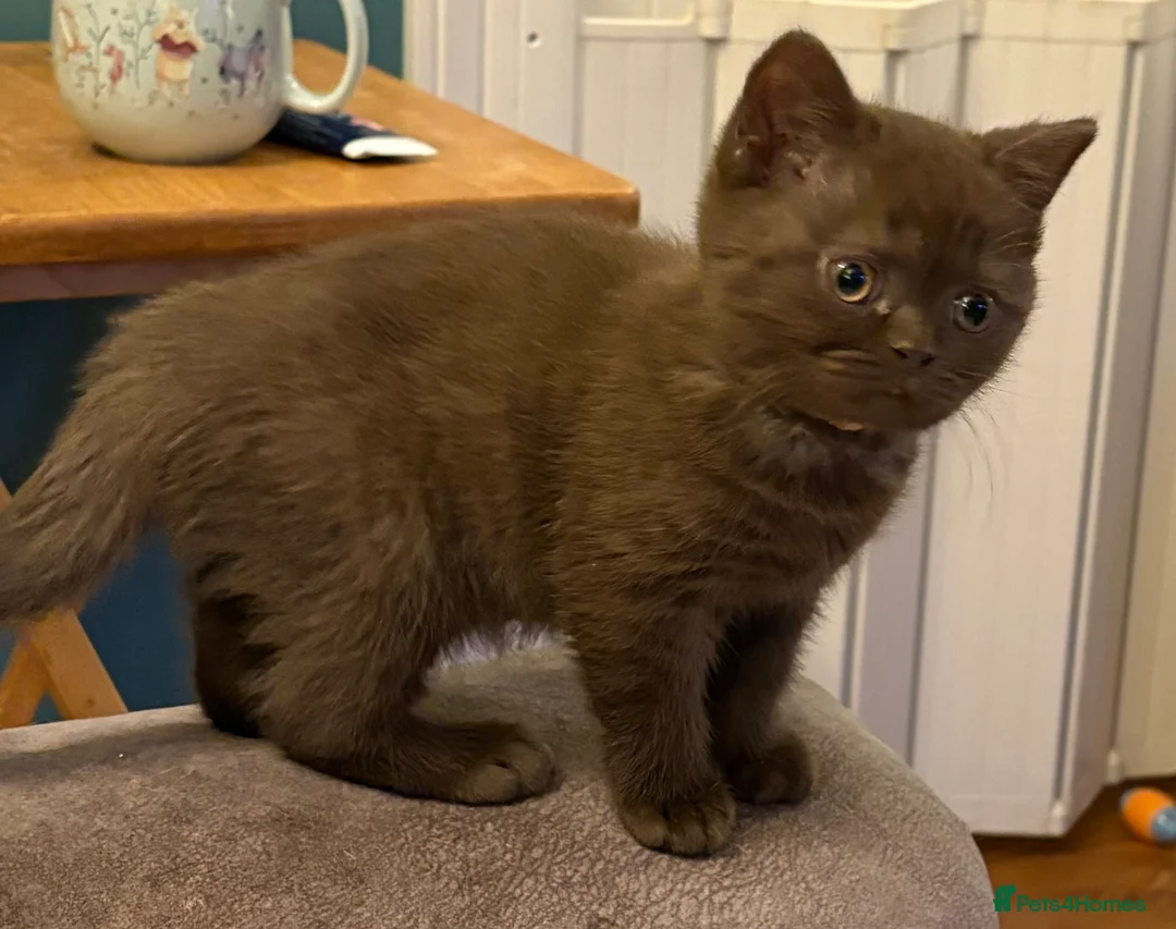 British Shorthair cats for sale: Three stunning female chocolate kittens available  - Advert 3