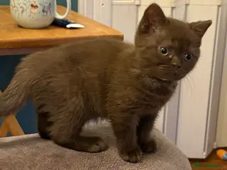 British Shorthair cats Three stunning female chocolate kittens available - Advert 6