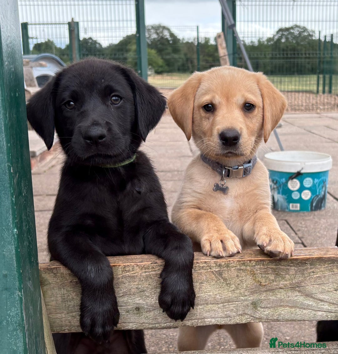 Labrador Retriever dogs for sale: Gorgeous KC, Black, Yellow & Fox Red Labs - Image 10
