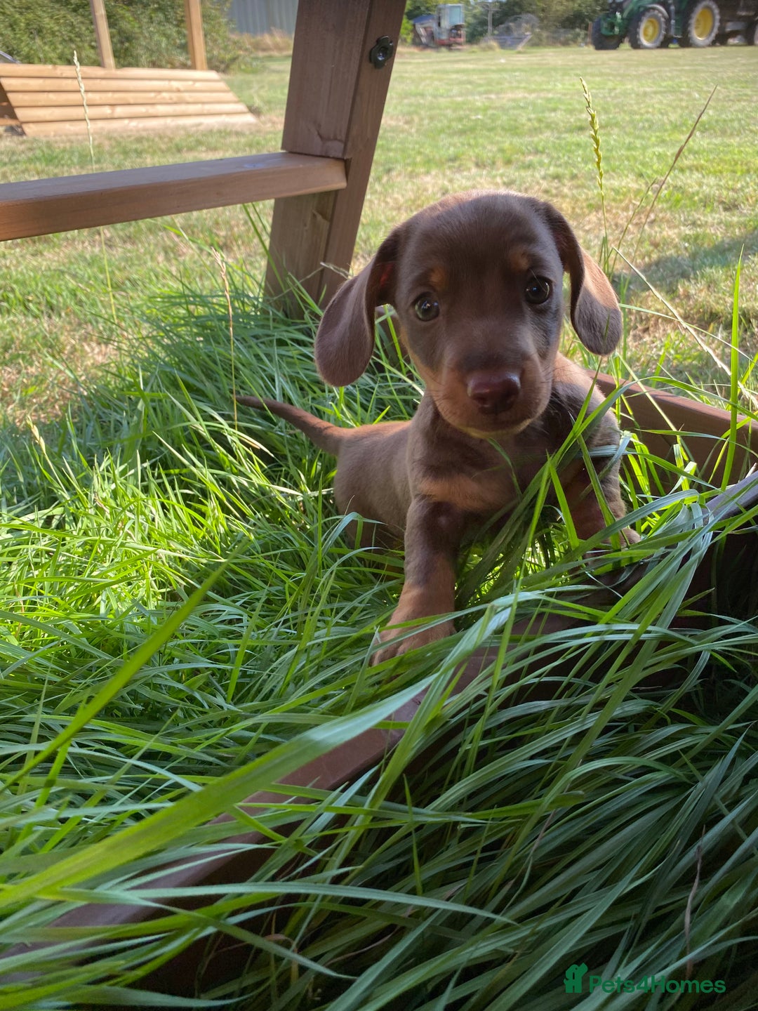 Dachshund dogs for sale: 1 gorgeous sausage dog boy  - Image 4