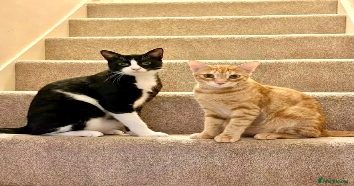 Mixed Breed Cats for adoption in Bridgend, Bridgend County Borough ...