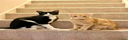 Mixed Breed cats for adoption: Two Cats for Indoor Adoption Together in Bridgend - Advert 1