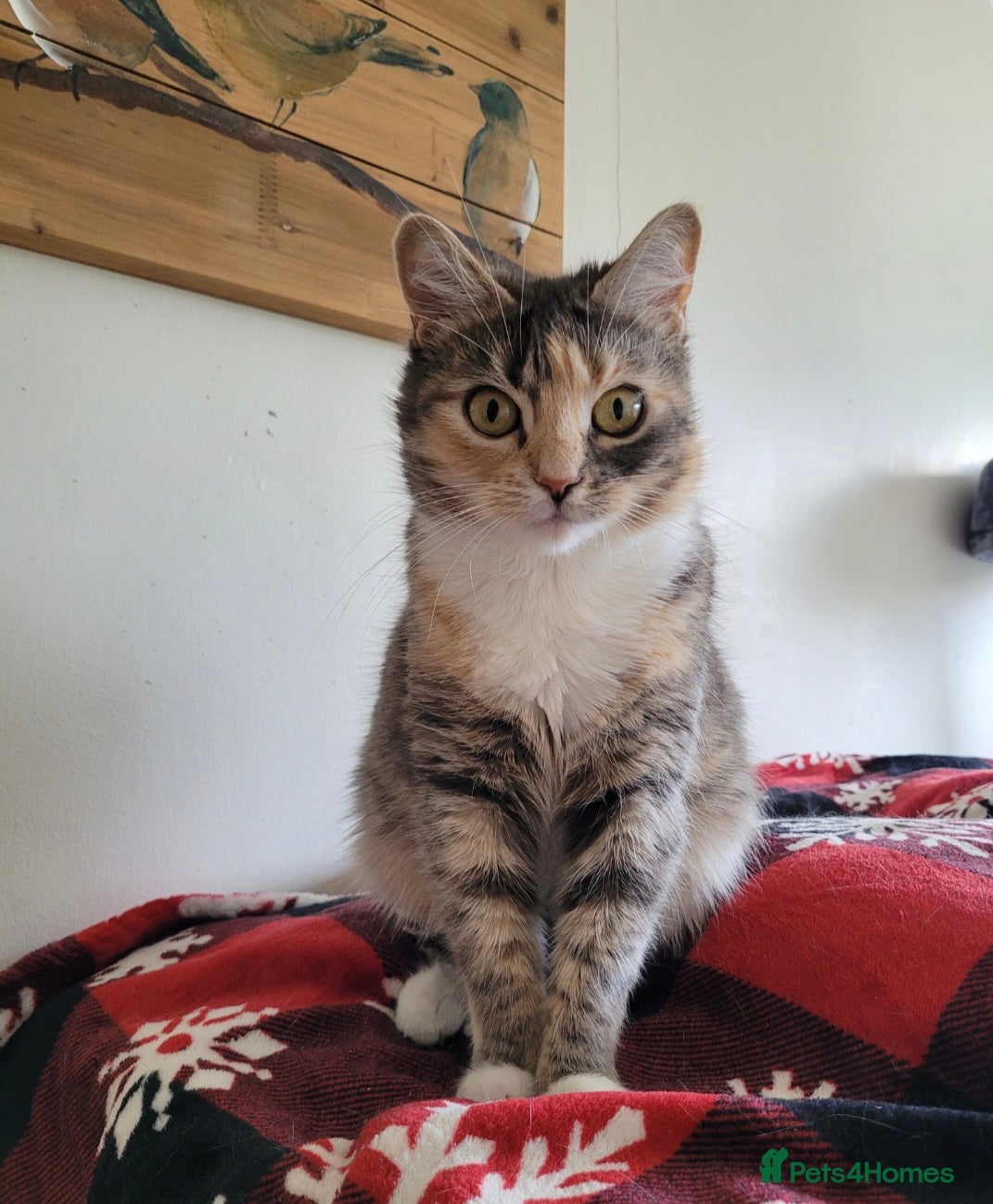 Mixed Breed cats 3 girl kittens  - Advert 1