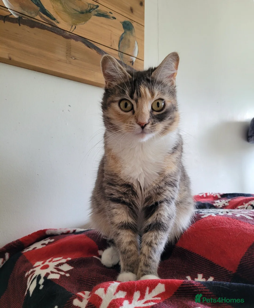 Mixed Breed cats for sale: 3 girl kittens  - Advert 1