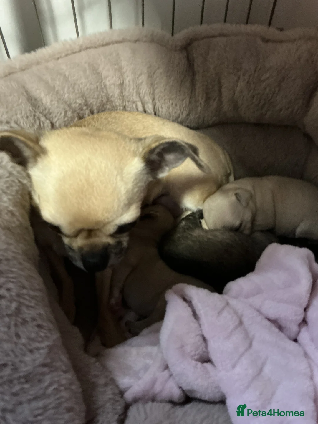 Chihuahua dogs for sale: Chihuahuas  - Advert 2