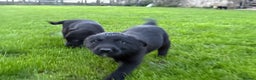 Border Collie dogs for sale: Fabulous Border Collie x Labrador Puppies - Advert 17