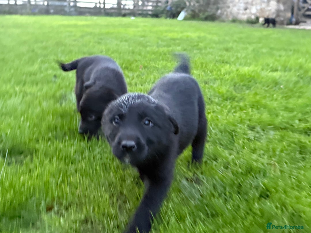 Border Collie dogs for sale: Fabulous Border Collie x Labrador Puppies - Advert 17