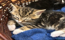 Mixed Breed cats for sale: 3 beautiful tabby kittens  - Image 4
