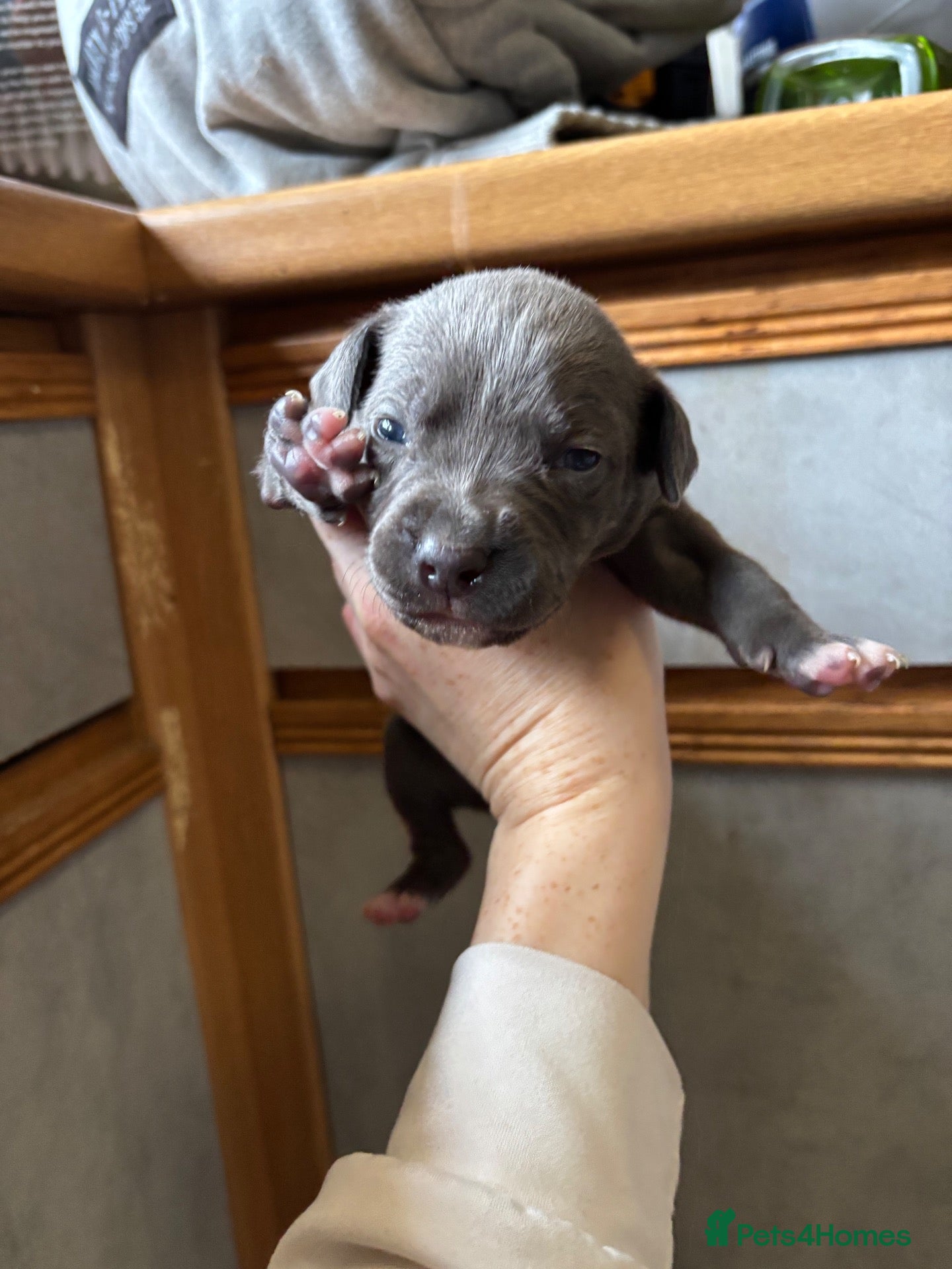 Staffordshire Bull Terrier dogs for sale: 10 Beautiful blue Staffordshire bull terrier pups - Advert 21