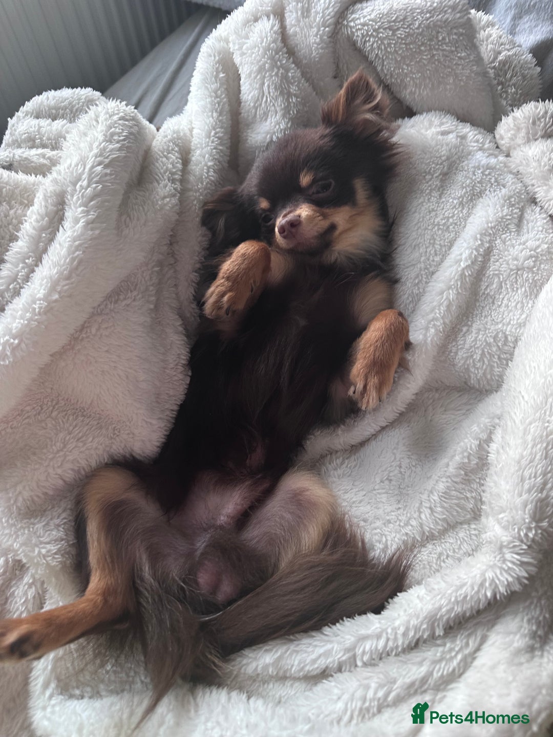 Chihuahua dogs for sale: Cuddly boy - Advert 1