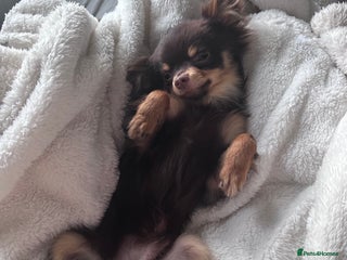 Chihuahua dogs Cuddly boy - Advert 11