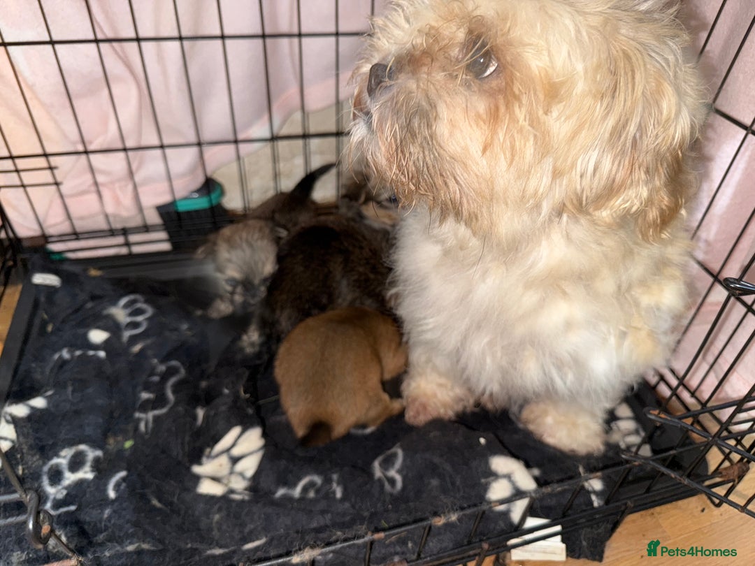 Mixed Breed dogs for sale: 🐾 Fluffy & Friendly! Teddy Bear puppies 🐾 - Image 9