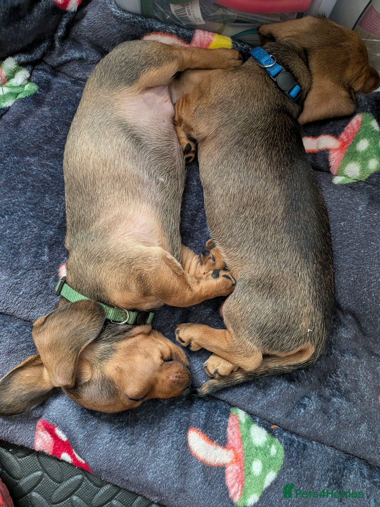 Miniature Dachshund dogs Mini Smooth Dachshund - Shaded Red Boy  x 2 - Advert 6