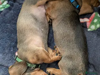 Miniature Dachshund dogs Mini Smooth Dachshund - Shaded Red Boy x 2 - Advert 6