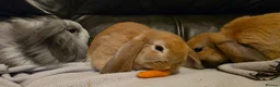 Mini Lop rabbits for sale: Mini lop x mini lion lop babies available now - Advert 13