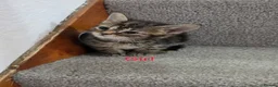 Mixed Breed cats for sale: Beautiful Mix Breed Kittens in Gillingham - Advert 2