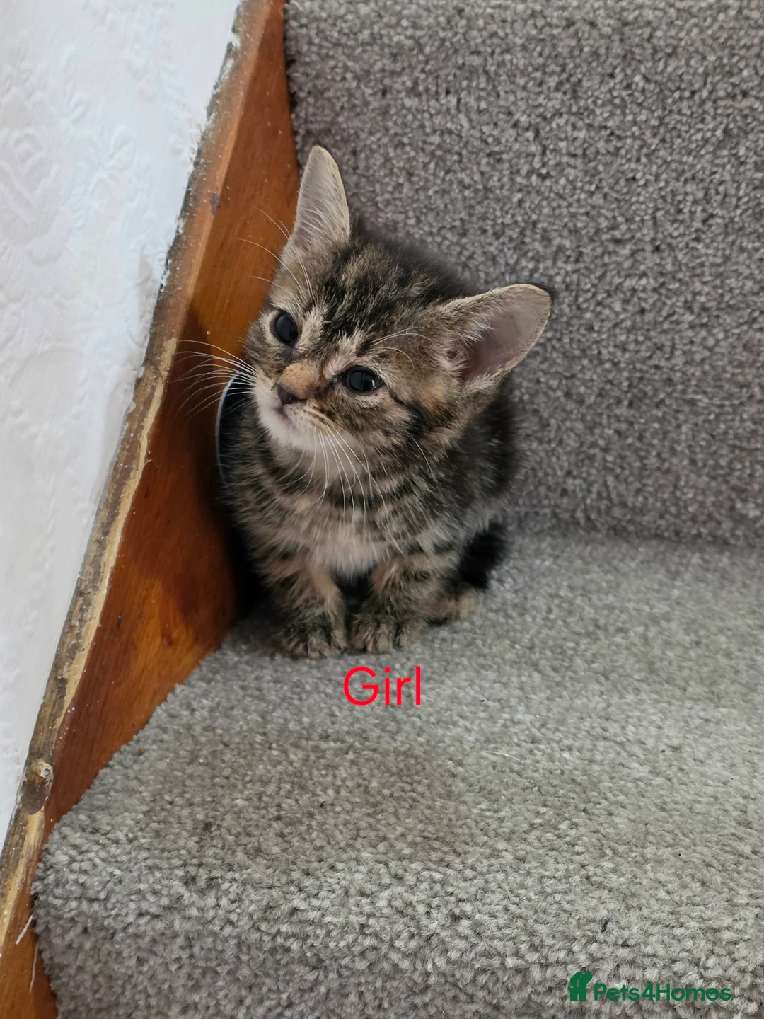 Mixed Breed cats for sale: Beautiful Mix Breed Kittens in Gillingham - Advert 2