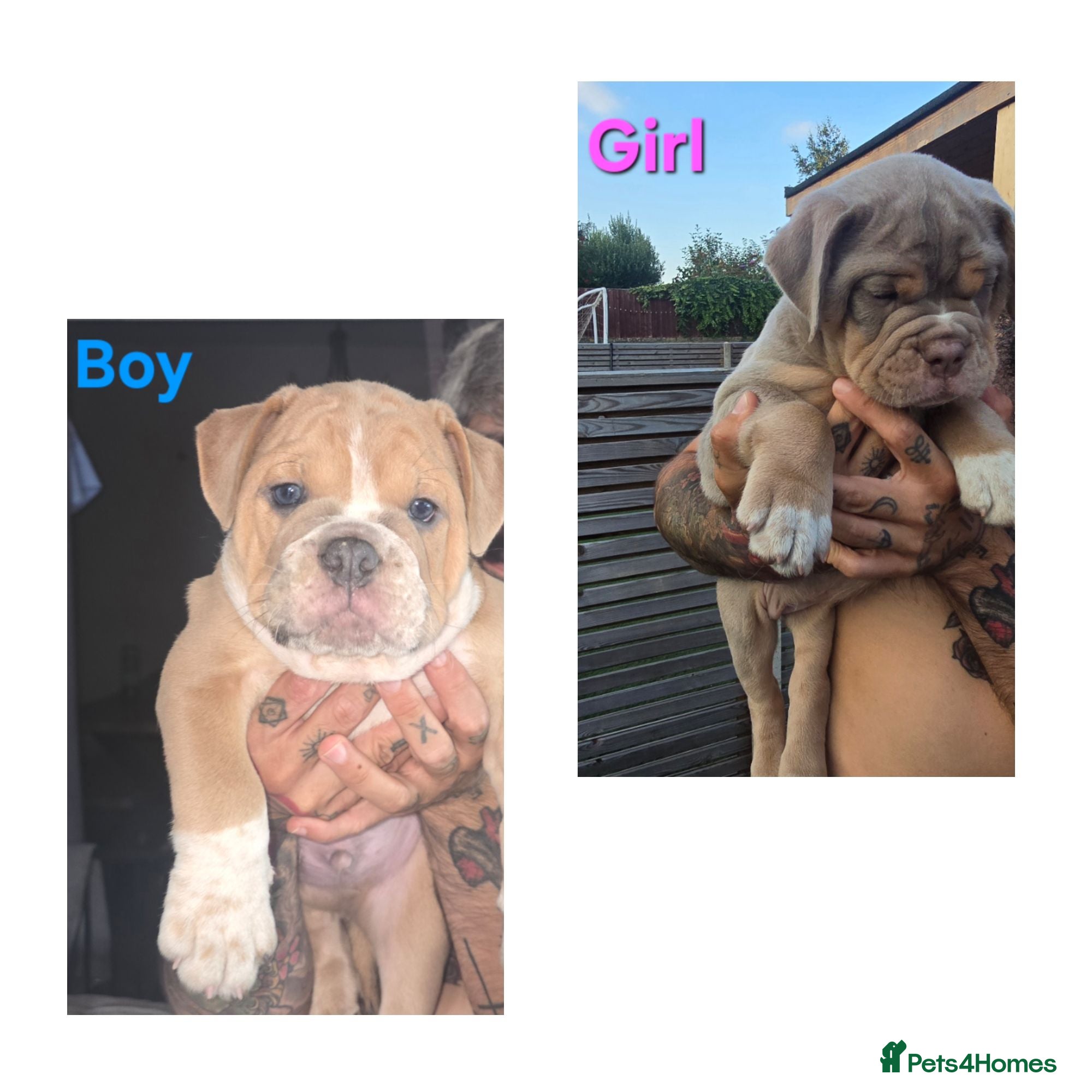 Olde English Bulldogge dogs Stunning Olde English Bulldogge Pups - Advert 6