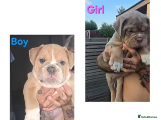 Olde English Bulldogge dogs Stunning Olde English Bulldogge Pups - Advert 1