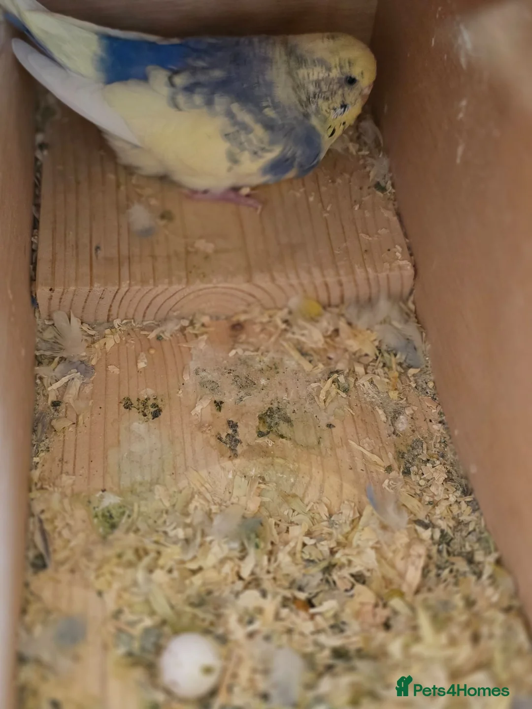 Budgerigars birds for sale: Breeding pair Budgies - Advert 2
