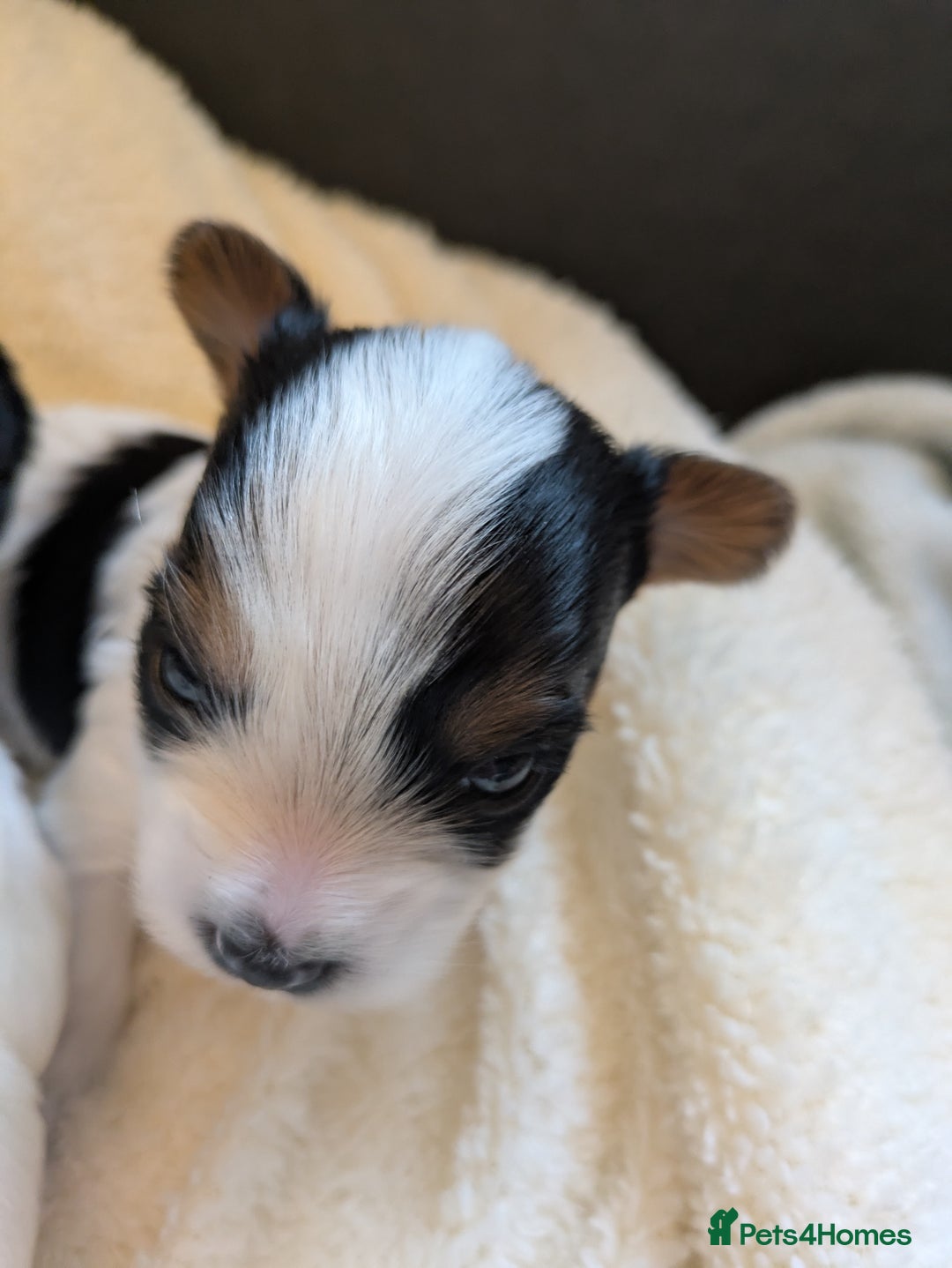 Biewer Terrier dogs for sale: Adorable Purebred Biewers  - Image 18