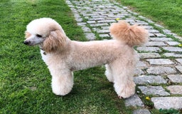 Poodle dogs for stud: AT STUD MINIATURE POODLE JESSE 9 clear DNA tests in High Wycombe - Image 6