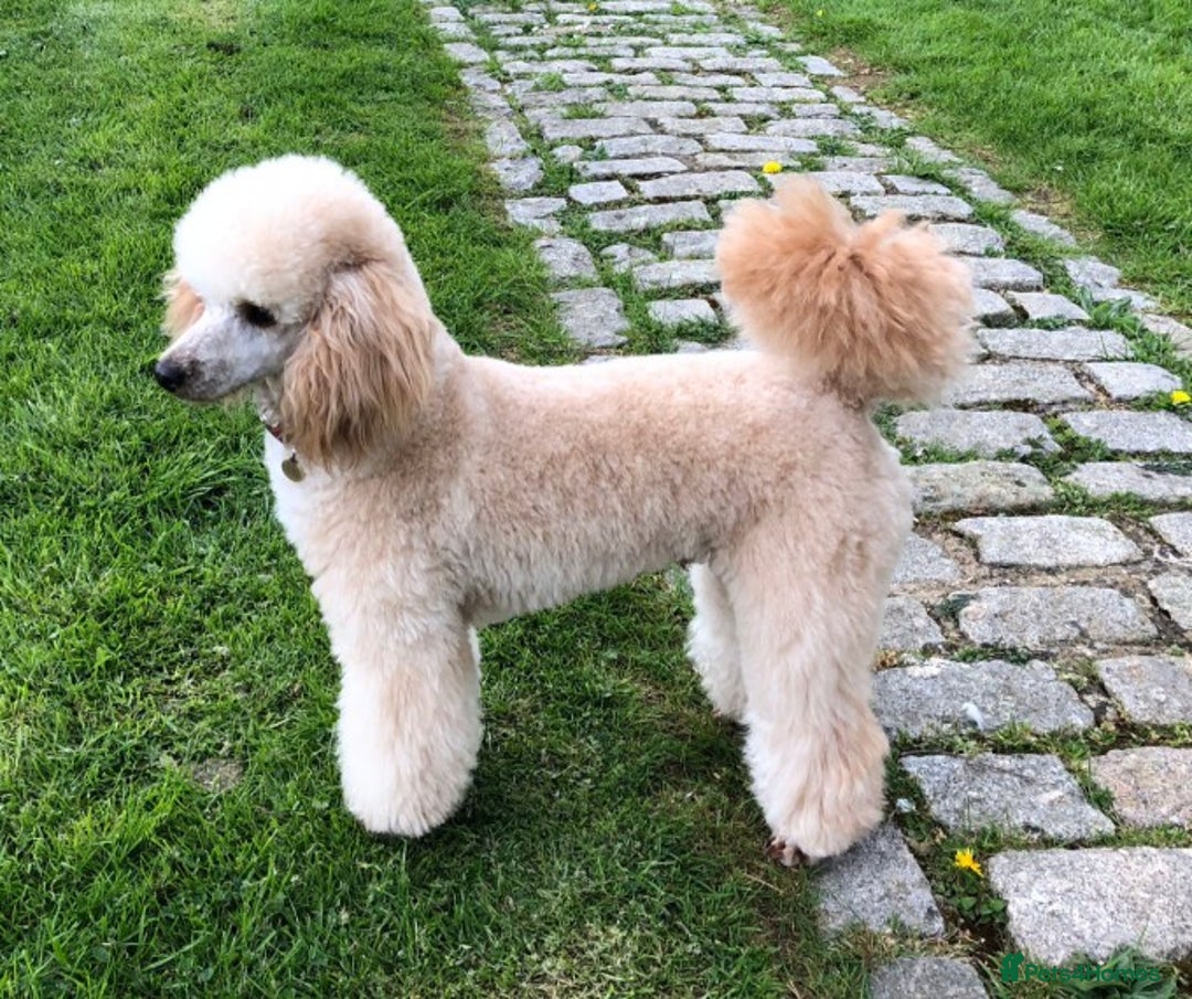 Poodle dogs for stud: AT STUD MINIATURE POODLE JESSE 9 clear DNA tests in High Wycombe - Image 6