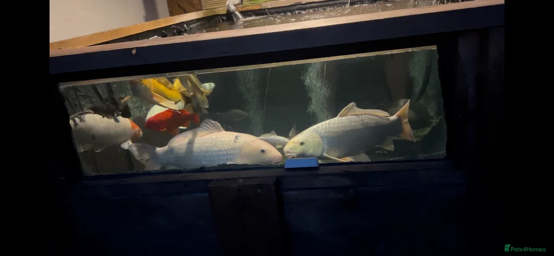 Koi Carp fish for sale: Koi carp  - Advert 6