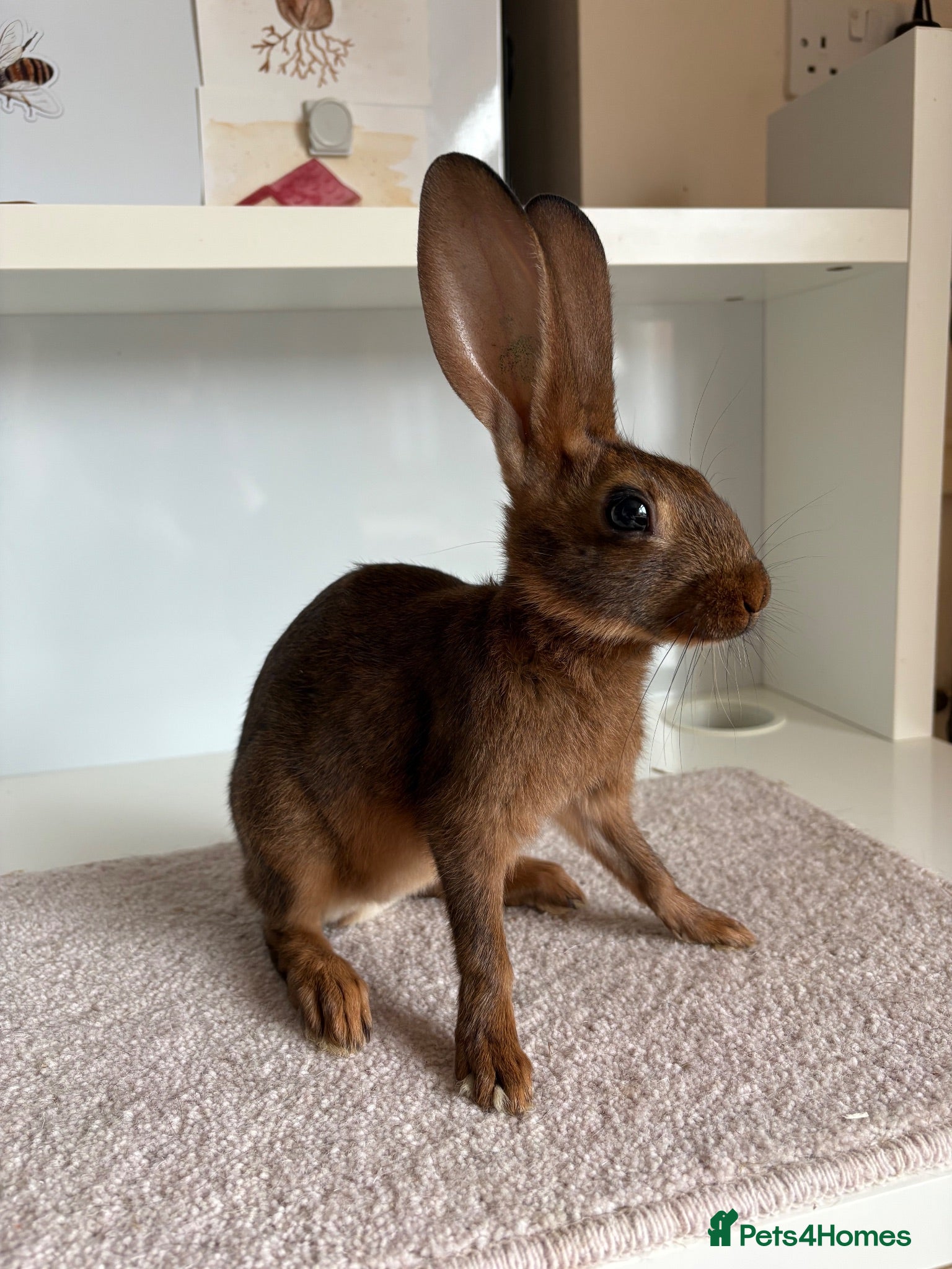Belgian Hares rabbits Baby Belgian Hares - Advert 2