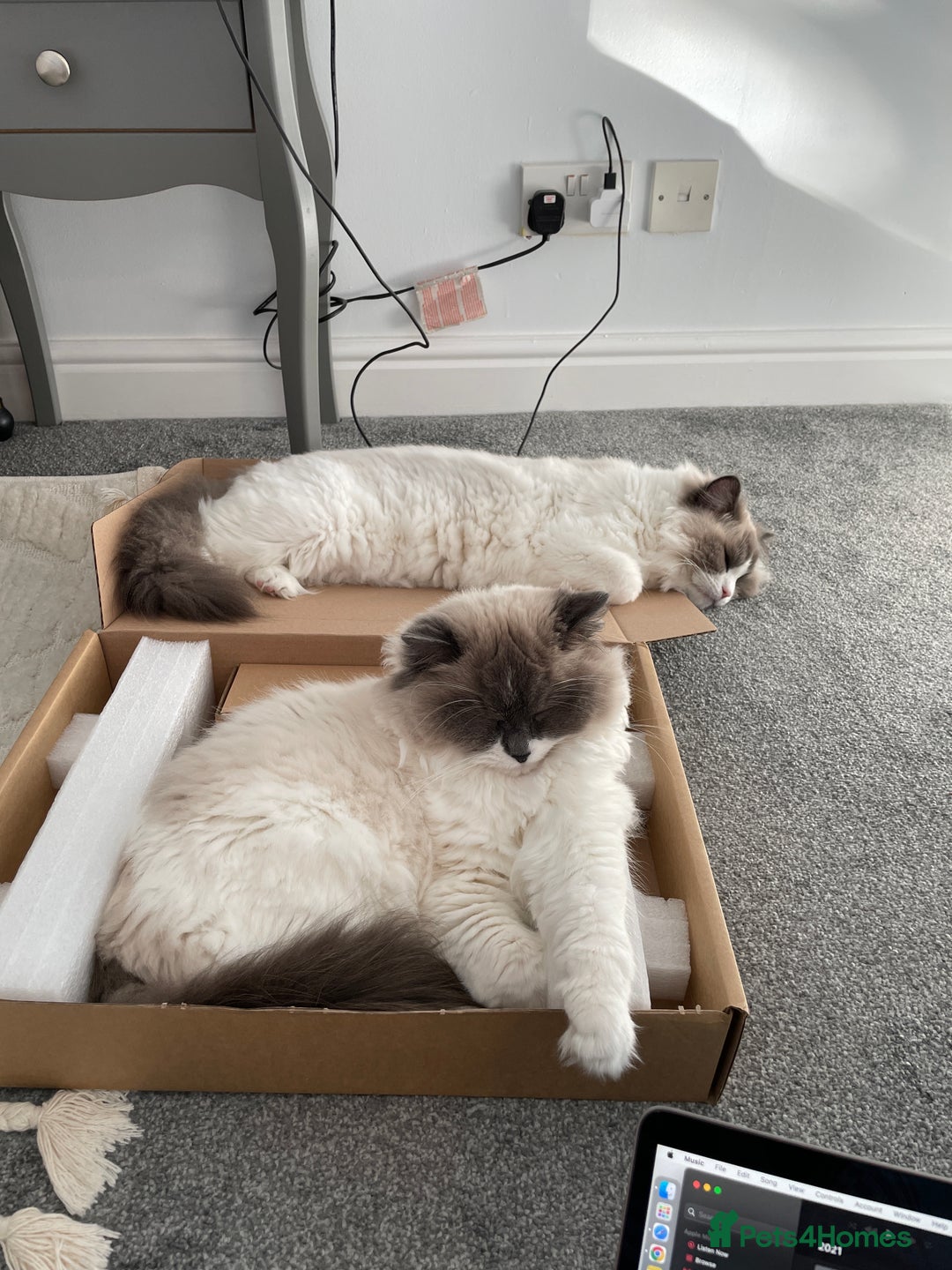 Ragdoll cats for sale: Brother Sister Ragdolls for Rehoming  - Image 12
