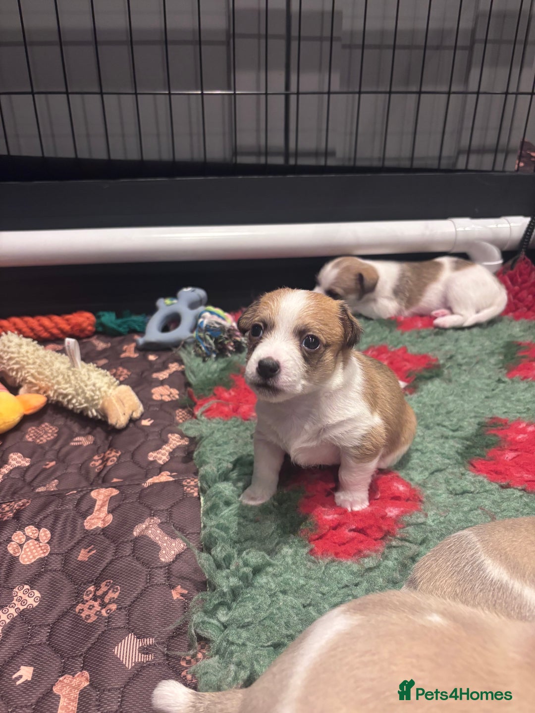 Mixed Breed dogs for sale: 3/4 Jack 1/4 Maltese male puppy available  - Advert 6