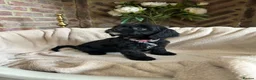 Cavapoo dogs for sale: Adorable Cavapoo puppies  - Advert 9
