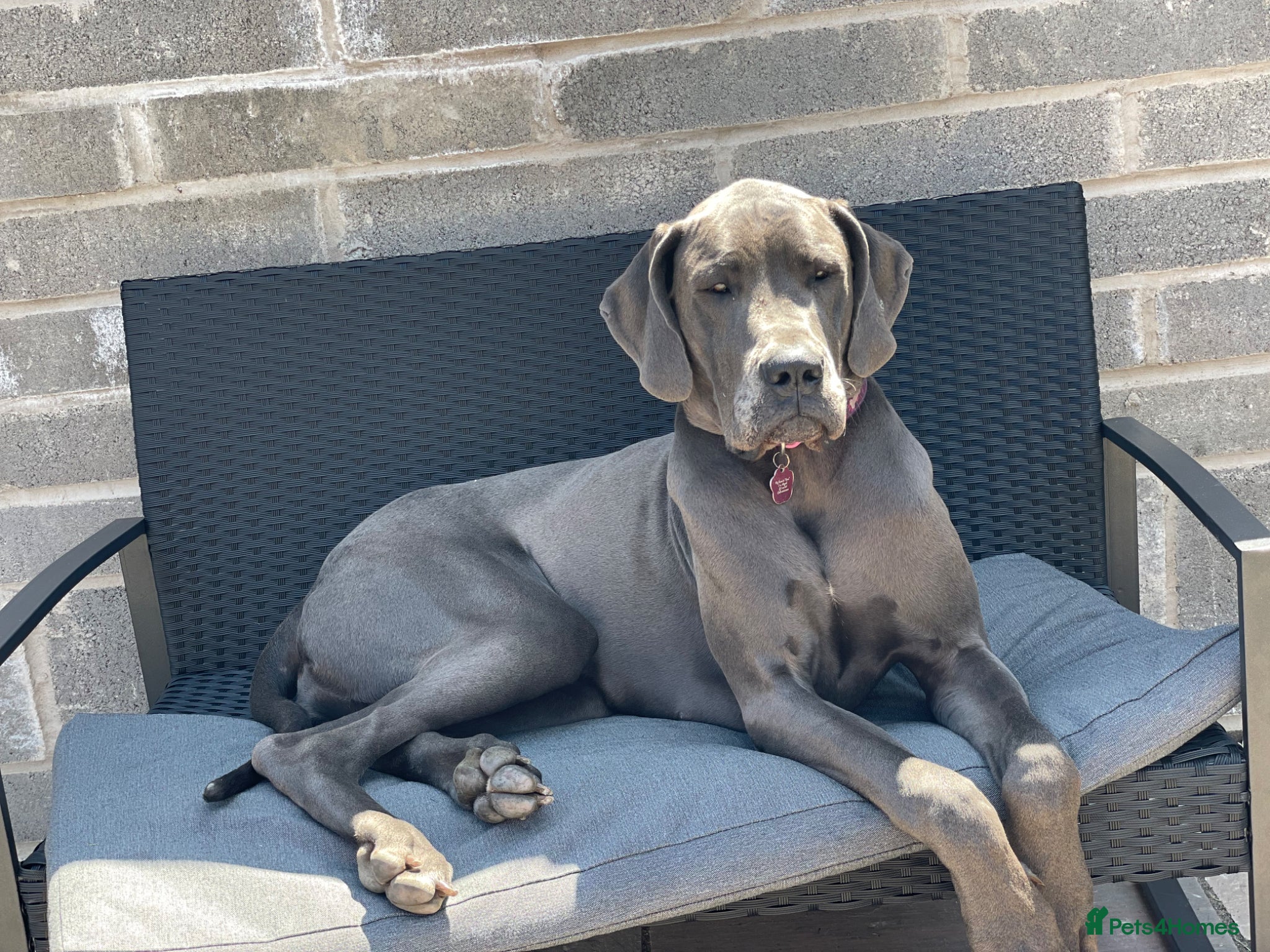 Great Dane dogs Stunning Great Dane for Rehome - Advert 4