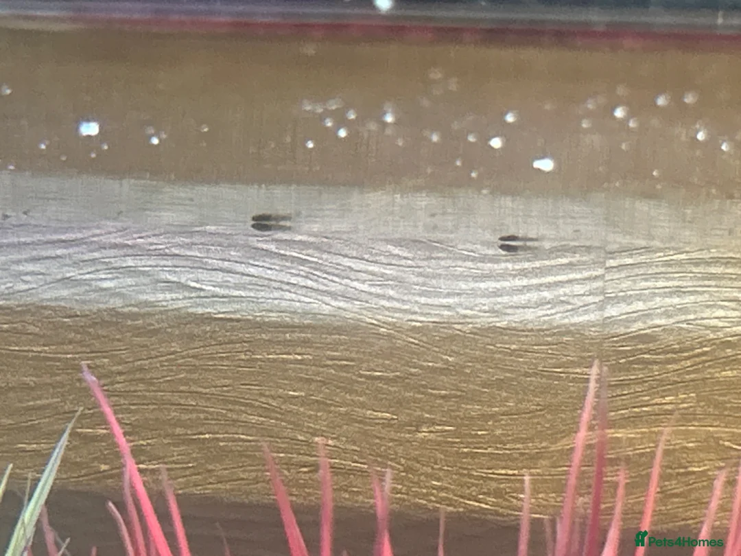 Rainbow Fish fish for sale: Baby rainbow fish in Weybridge - Advert 1