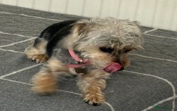 Mixed Breed dogs for sale: Poodle-Puff - Image 5