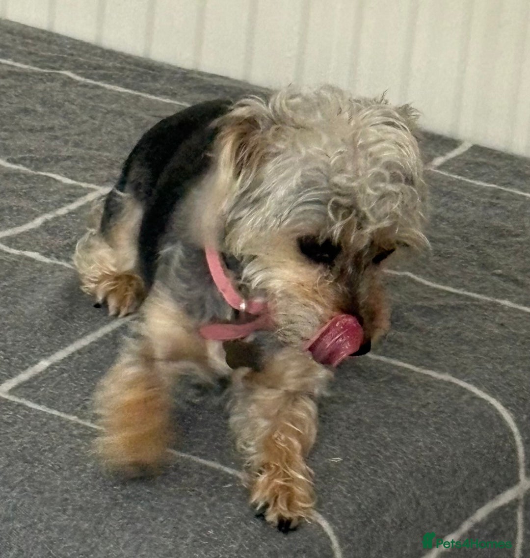 Mixed Breed dogs for sale: Poodle-Puff - Image 5