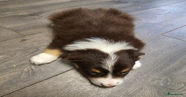 Border Collie dogs - Advert 5